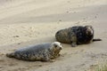 Grey Seals, Horsey, Norfolk, England